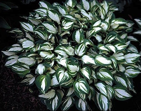 HOSTA PANDORA BOX
