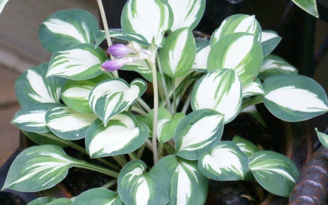 HOSTA PANDORA BOX