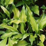 Hosta Kabitan