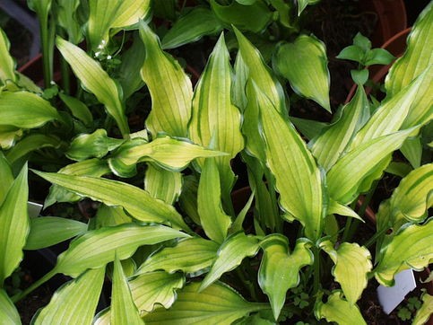 Hosta Kabitan