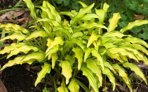 Hosta Kabitan