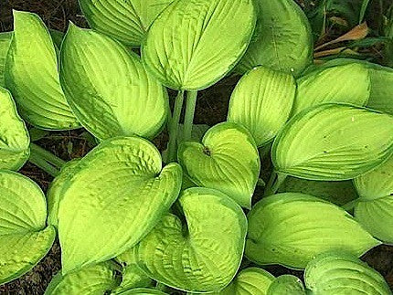 Hosta September Sun