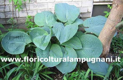 Hosta Big Mama