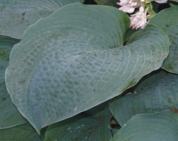 Hosta Big Mama