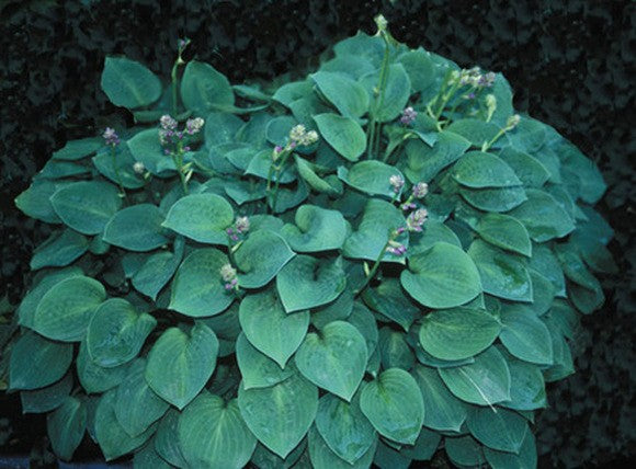 Hosta Blue Moon