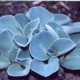 Hosta Blue Mouse Ears