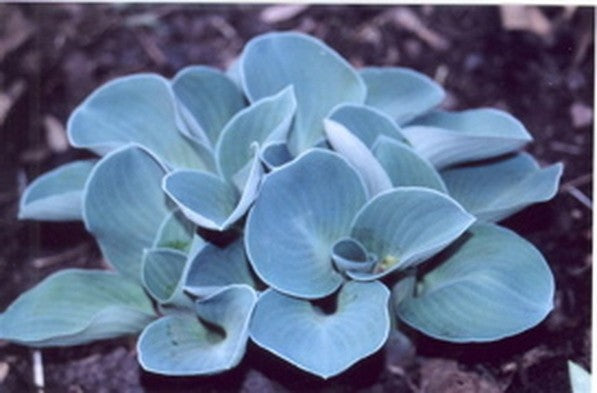 Hosta Blue Mouse Ears