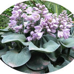 Hosta Blue Mouse Ears
