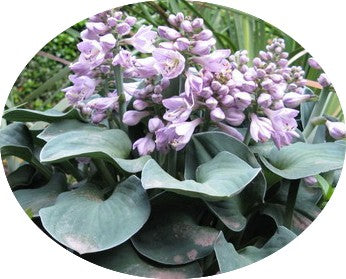 Hosta Blue Mouse Ears