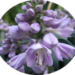 Hosta Blue Mouse Ears