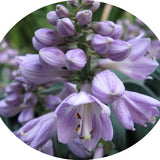 Hosta Blue Mouse Ears
