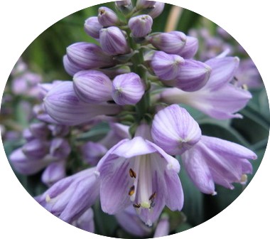 Hosta Blue Mouse Ears