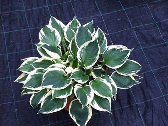 Hosta Karin