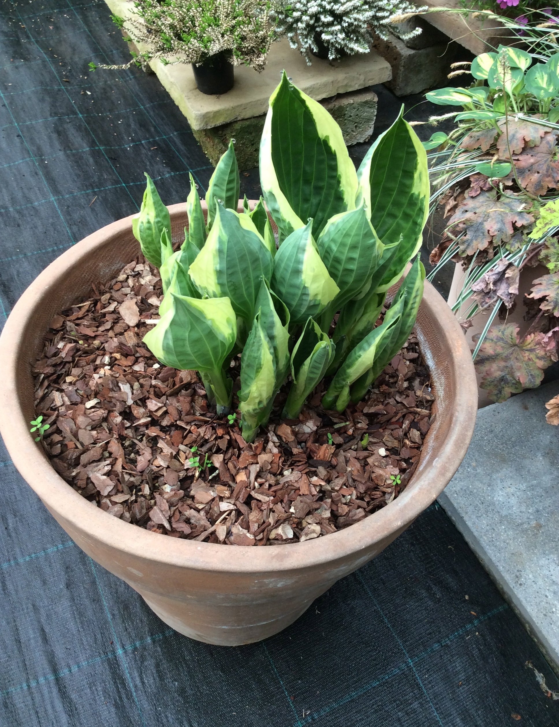 Hosta Karin
