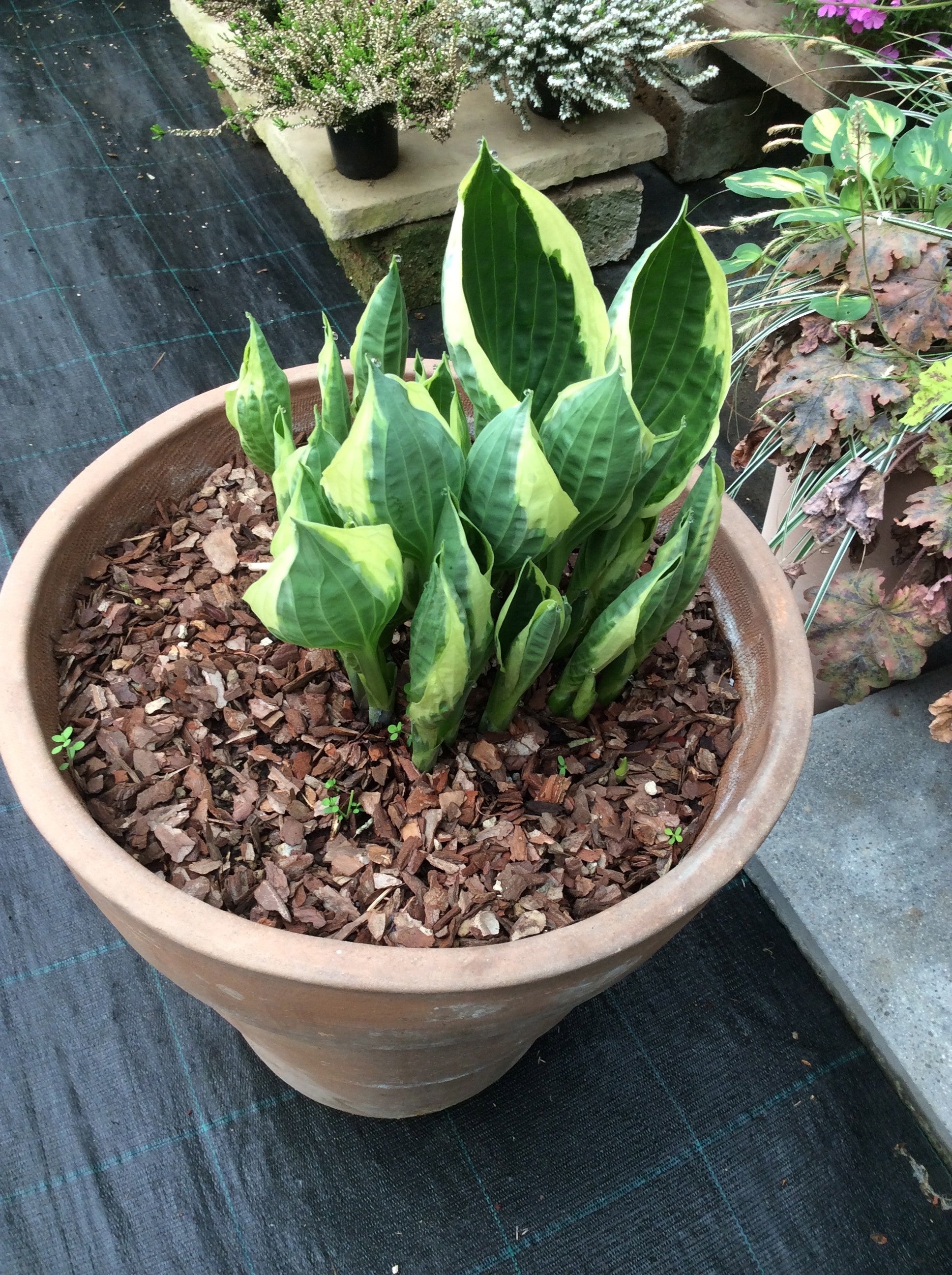 Hosta Karin