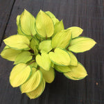 Hosta Paradise Island ®