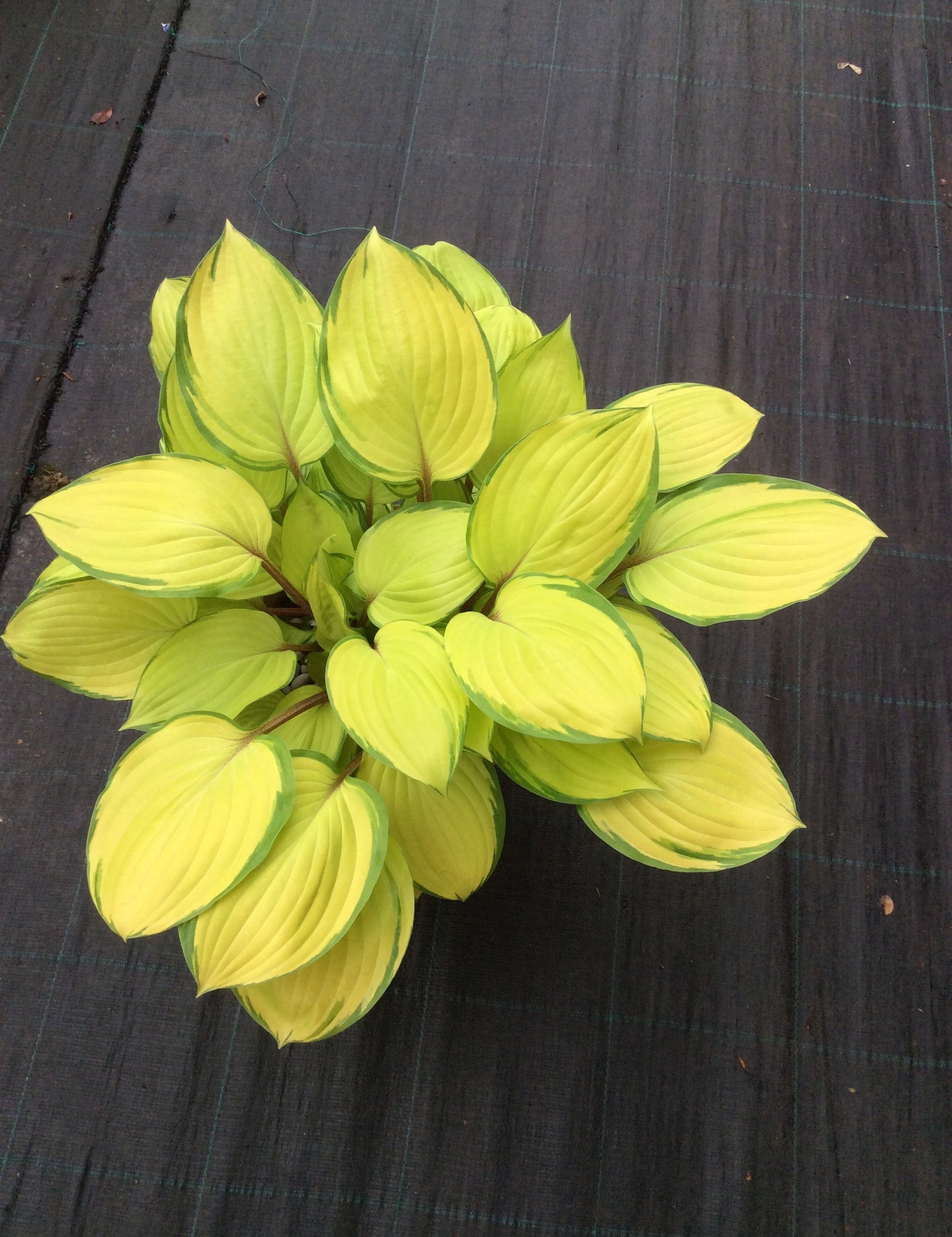 Hosta Paradise Island ®