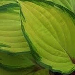 Hosta Paradise Island ®