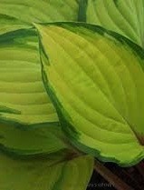 Hosta Paradise Island ®