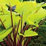 Hosta Paradise Island ®