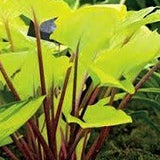 Hosta Paradise Island ®