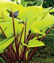Hosta Paradise Island ®