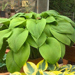 Hosta Green Acres
