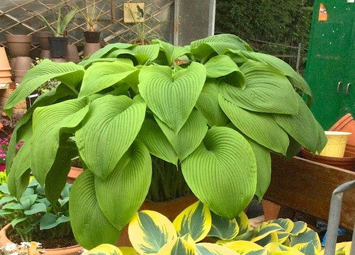 Hosta Green Acres
