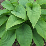 Hosta Green Acres