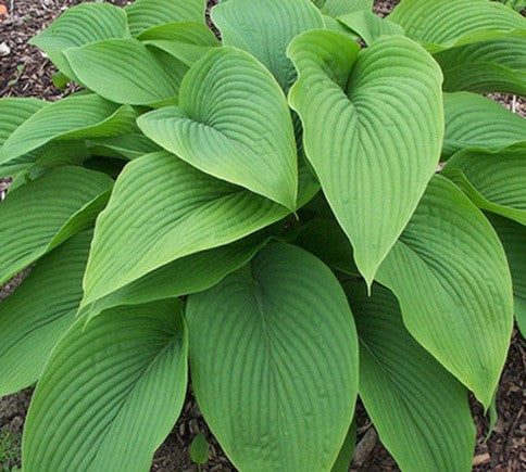 Hosta Green Acres