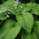 Hosta Green Acres