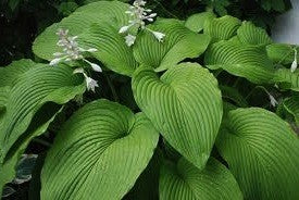 Hosta Green Acres