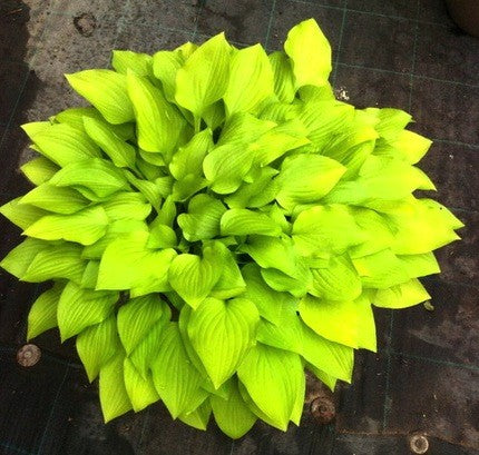 Hosta Hydon Sunset