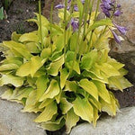 Hosta Hydon Sunset