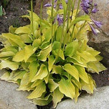 Hosta Hydon Sunset