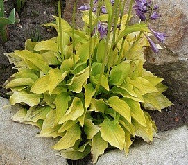 Hosta Hydon Sunset