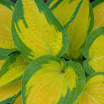 Hosta Orange marmalade