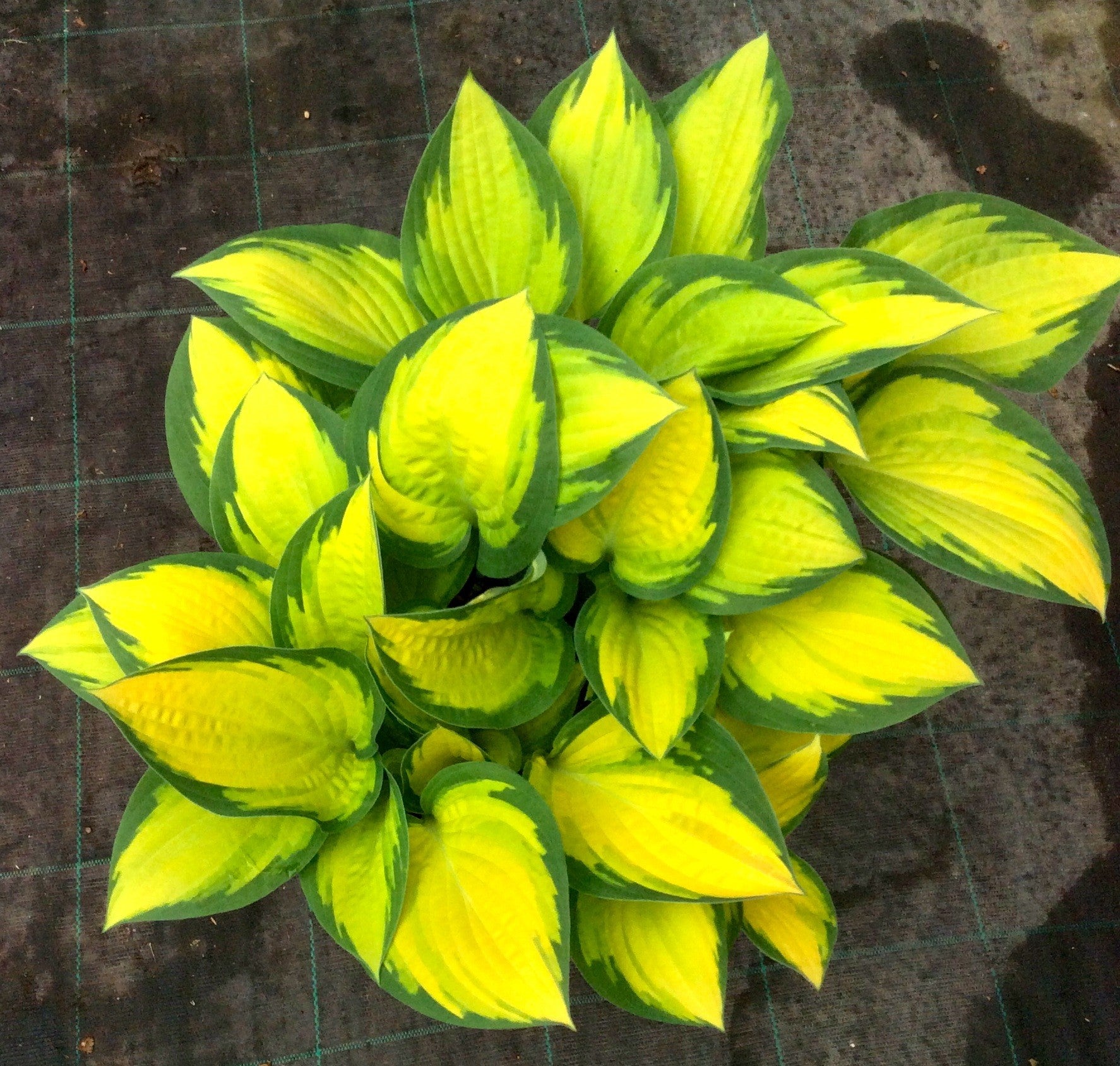 Hosta Orange marmalade