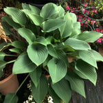 Hosta Krossa Regal