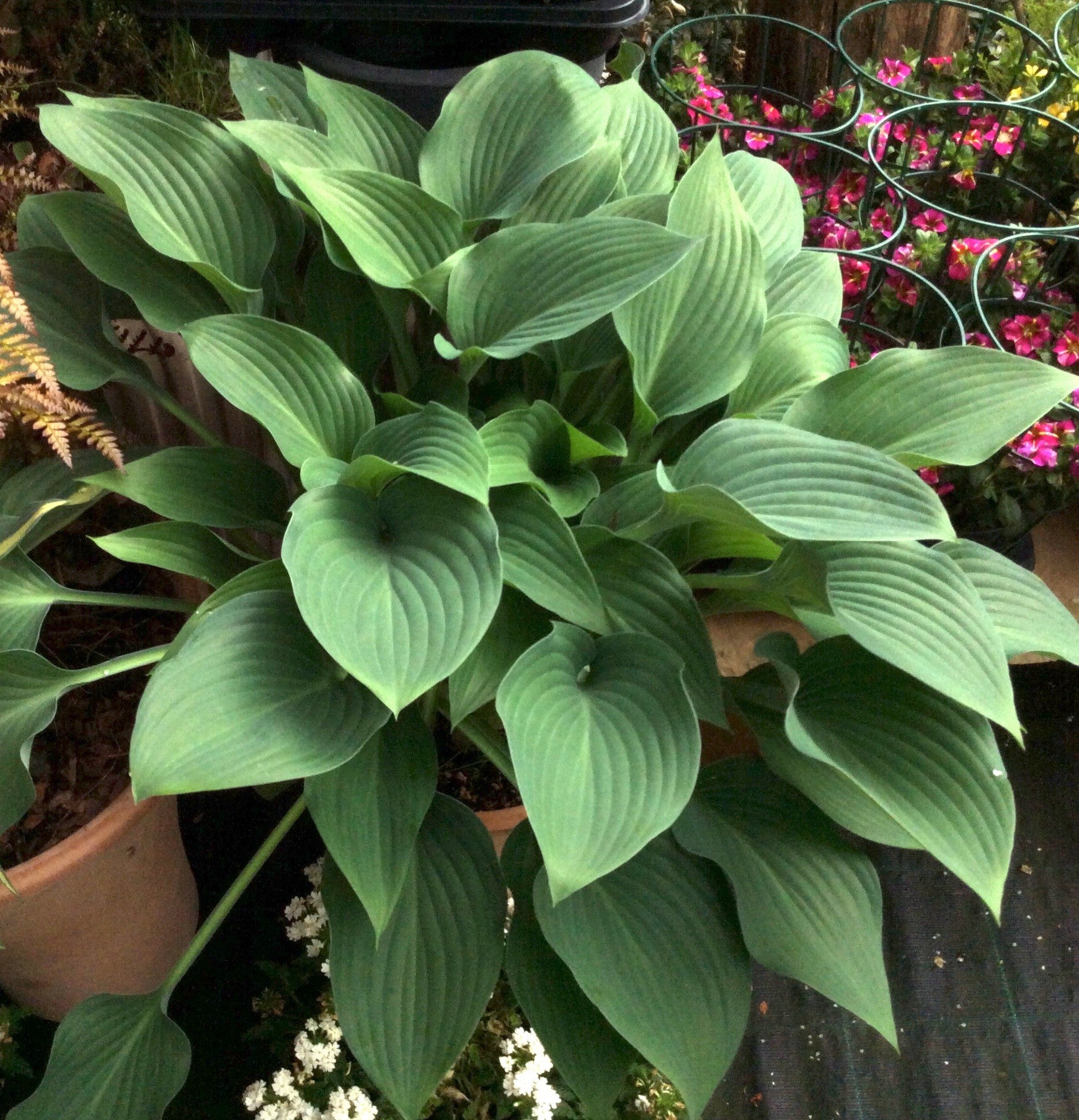 Hosta Krossa Regal