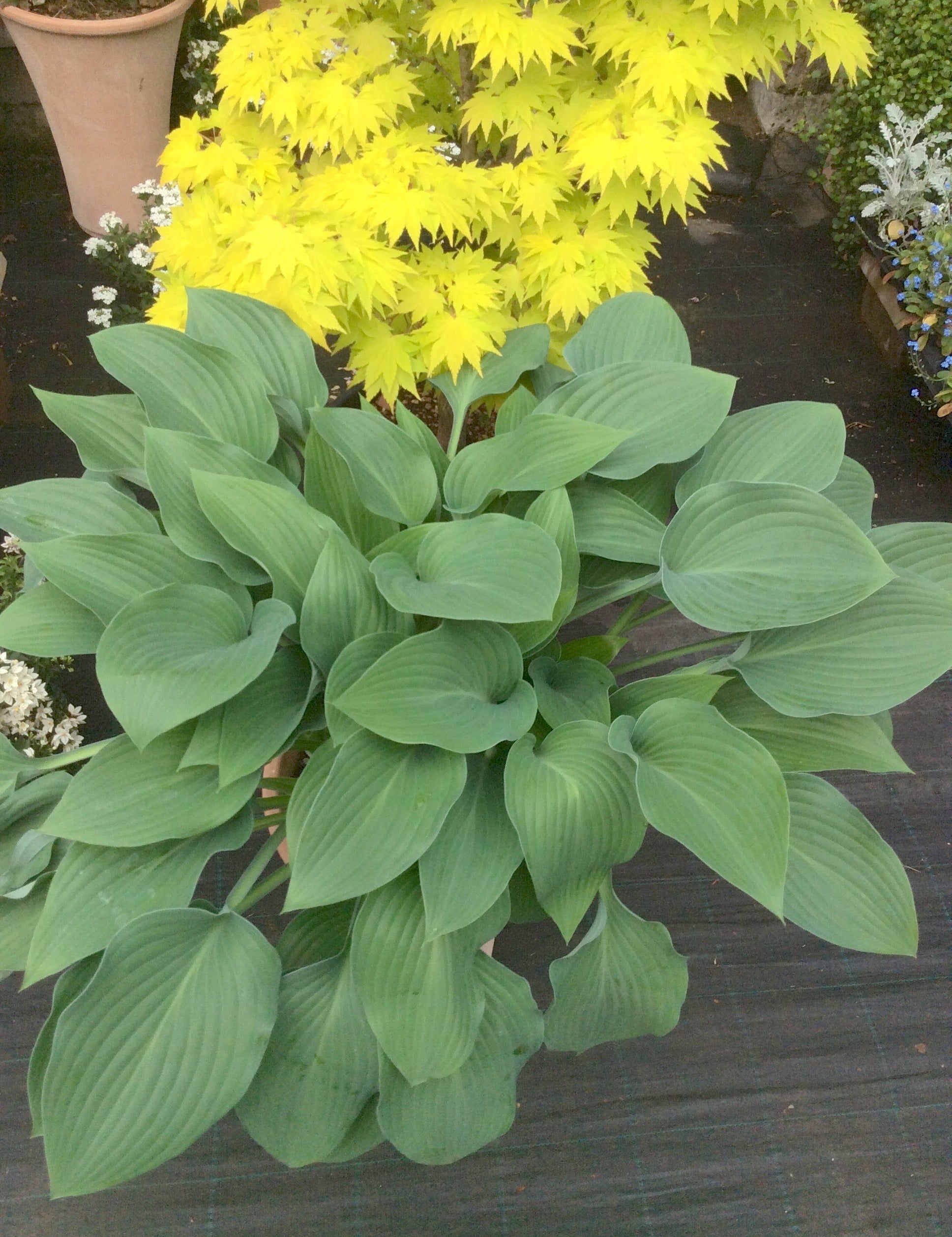 Hosta Krossa Regal