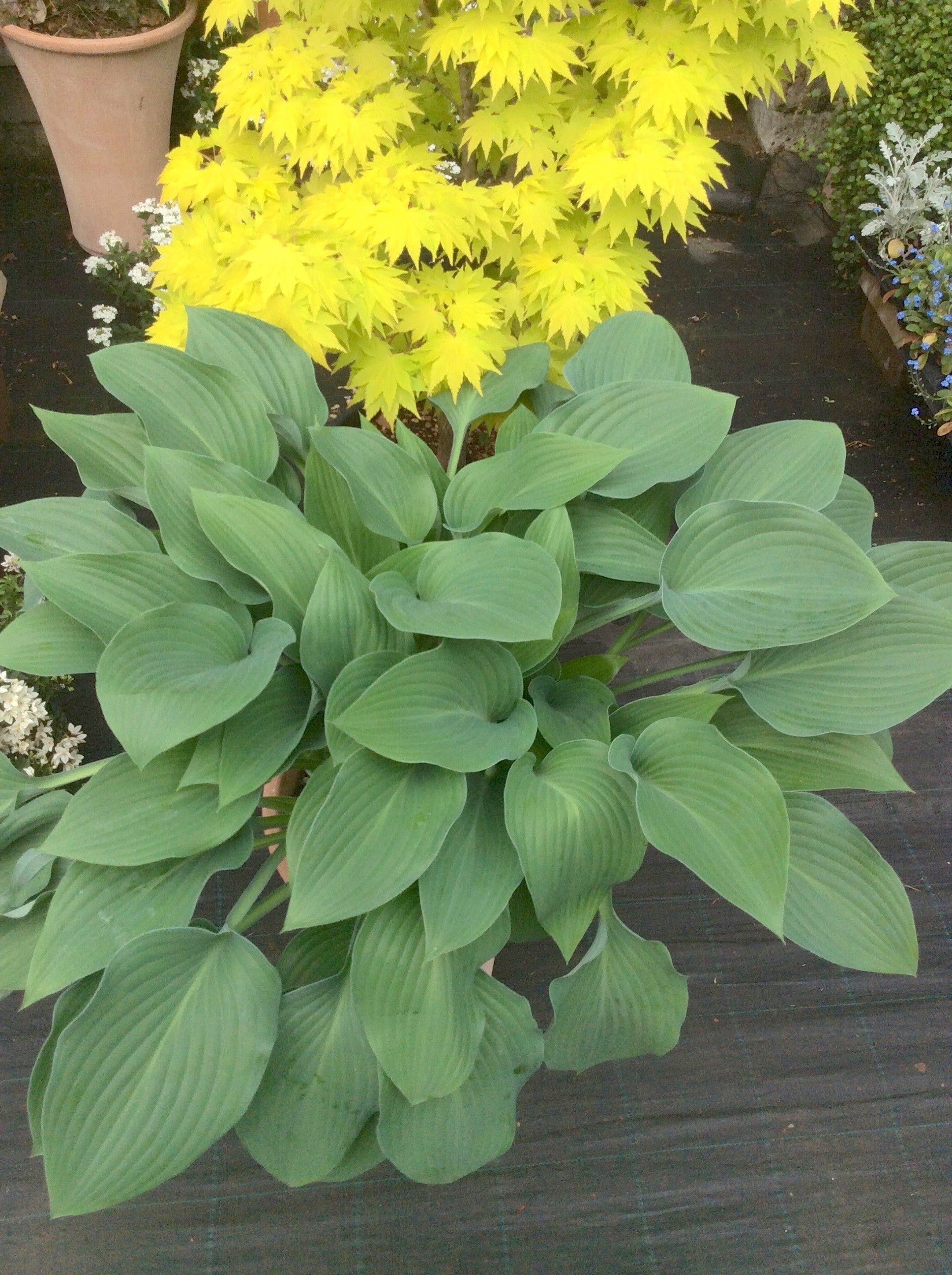 Hosta Krossa Regal