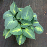 Hosta Touch of Class (r)