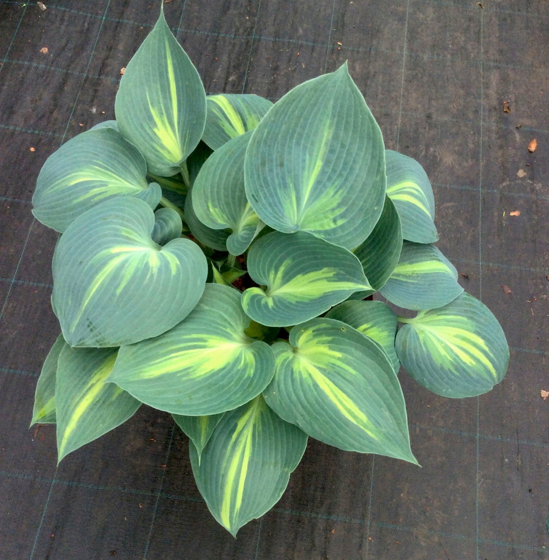 Hosta Touch of Class (r)