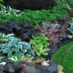 Hosta Touch of Class (r)