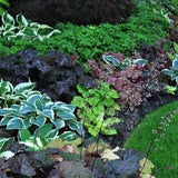 Hosta Touch of Class (r)