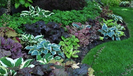 Hosta Touch of Class (r)