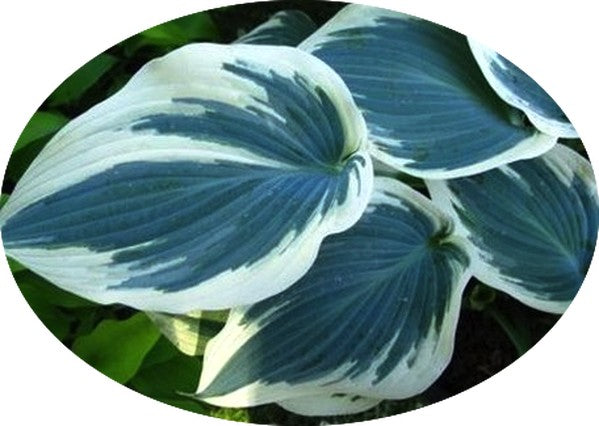 Blue ivory (r)