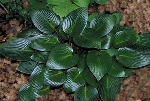Devon green