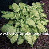 Fortunei Albopicta
